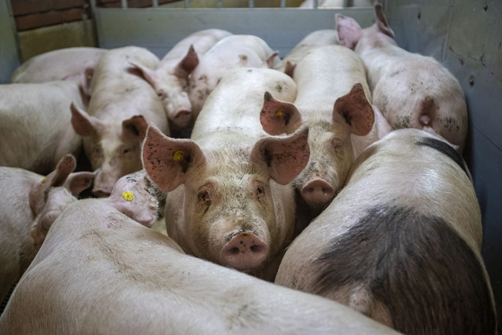 Preventative Measures For Preparing Components For Pig Feed Solution